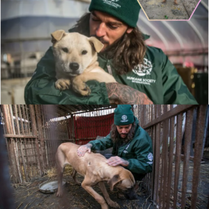 Pete Wicks Joins Emotional Rescue Mission Saving 170 Dogs and Proving He’s More Than a TV Star